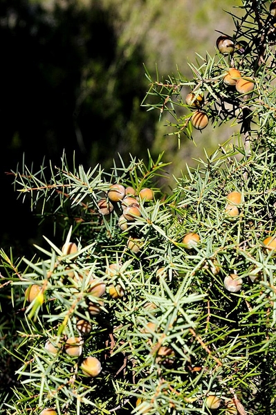 General Information Sierra Espuña