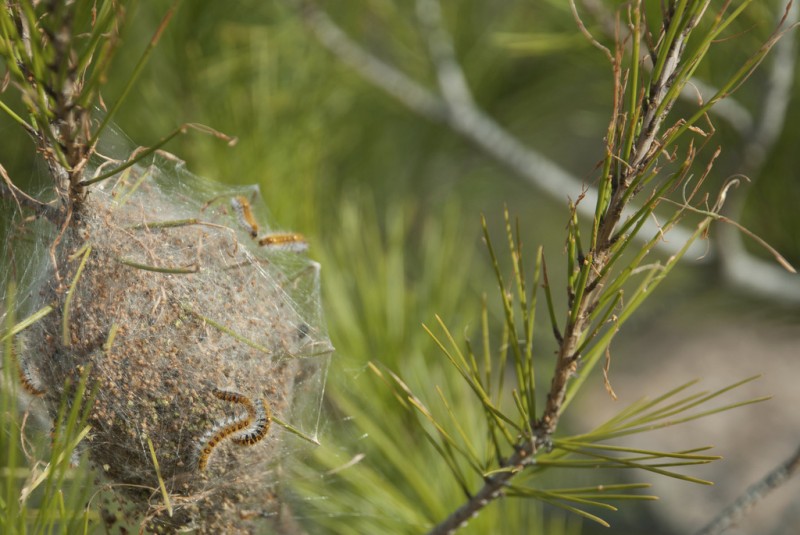 The pine processionary caterpillar, a serious threat to dogs and cats in Spain