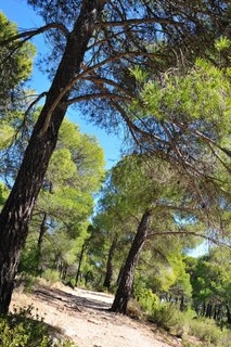 Where is the Condado de Alhama Golf Resort?
