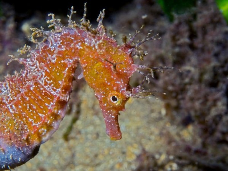 Diving in Águilas; popular dives and diving schools