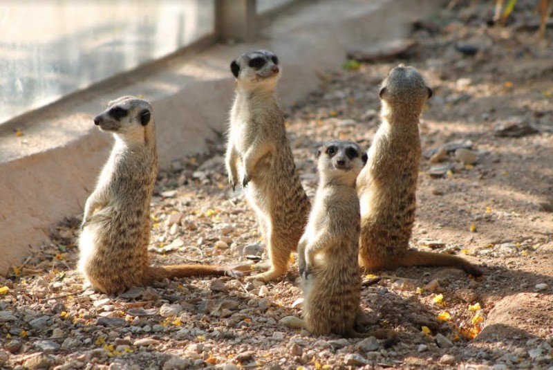 Terra Natura Murcia wildlife and water park