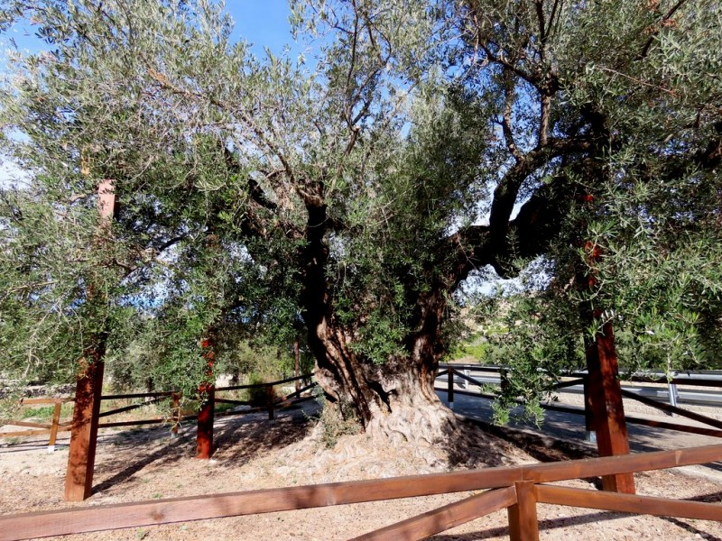 The oldest tree in the region of Murcia, the Olivera Gorda in Ricote