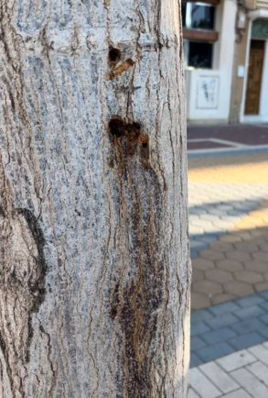 Tree crime: Aguilas to install more CCTV after vandals pour acid into mulberry trees 