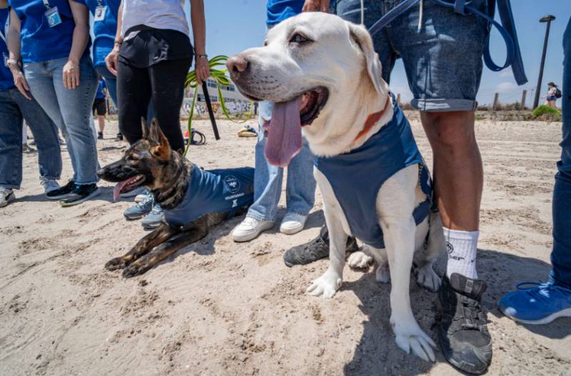 Two furry recruits join the Spanish turtle watch brigade