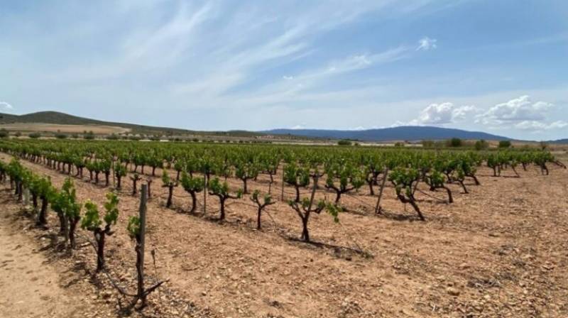 Yecla seeks urgent relief as drought takes its toll