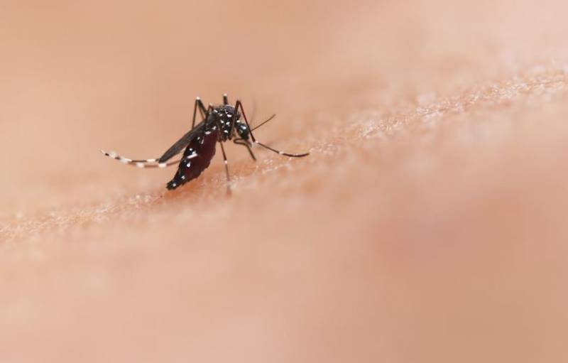 Alhama de Murcia Anti-Mosquito Campaign 2024: Recommendations for keeping mosquitoes at bay