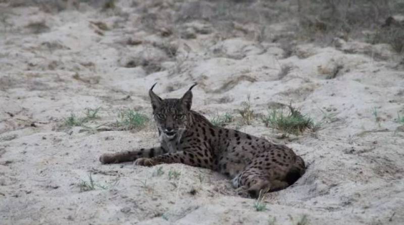 Illegal poaching of endangered Lorca lynx escalates