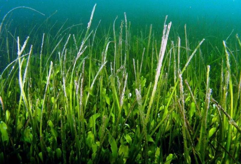 Conflicting reports stir debate about the recovery of the Mar Menor