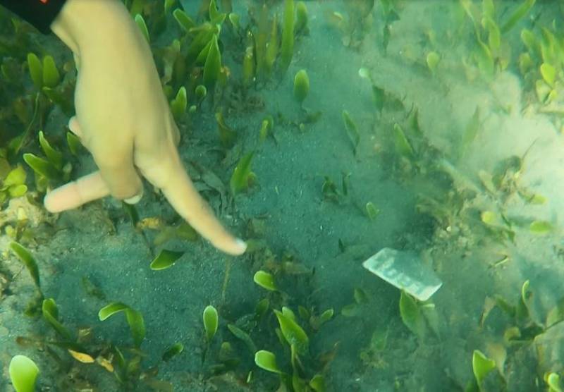 Critically endangered baby mussels stolen from the Mar Menor