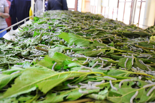 The history of Blanca