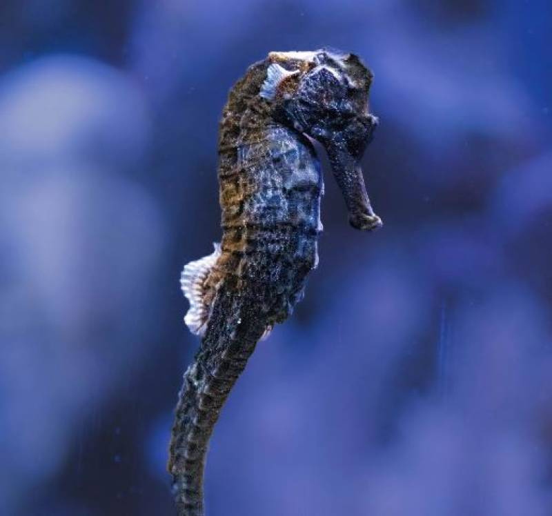Seahorses all but vanish from the Mar Menor as conservation plans get underway