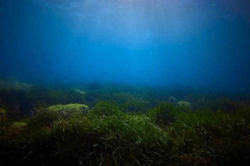 Seahorses all but vanish from the Mar Menor as conservation plans get underway