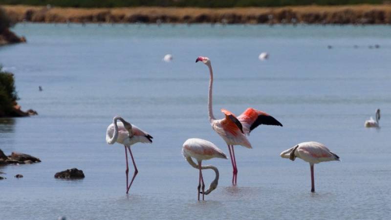 June 8 Free bird-spotting walk in the salt flats of San Pedro del Pinatar