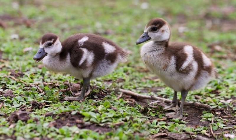 Spain and all of Europe bracing for bird flu pandemic