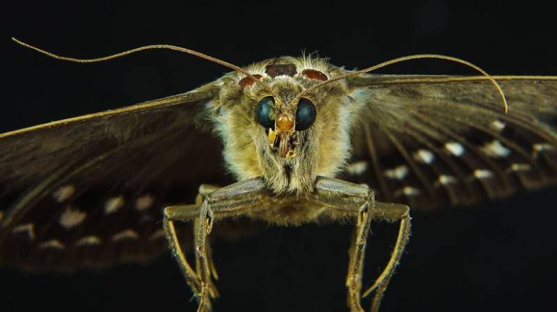 Plague of giant moths invades Spain
