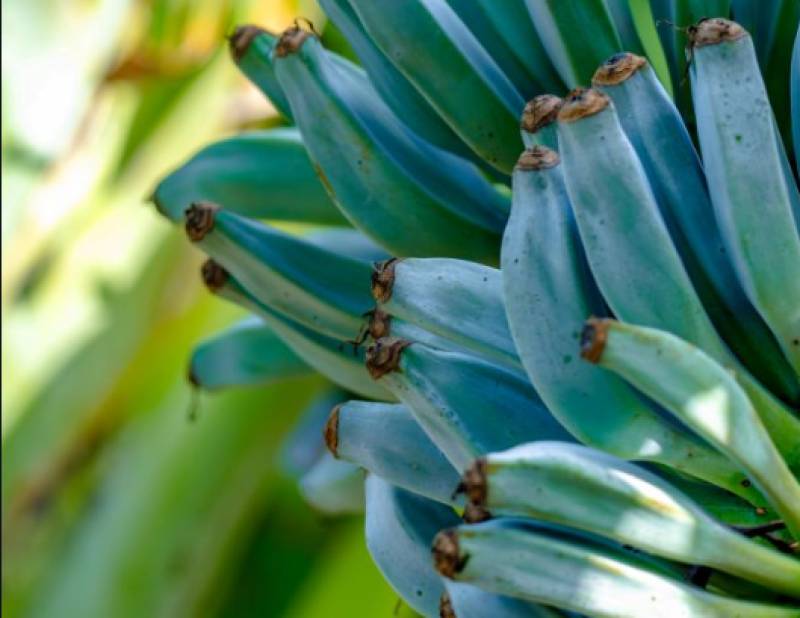 The Spanish blue banana that tastes like vanilla ice cream