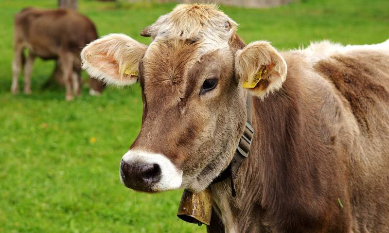 Man reported for raping a cow in Galician village