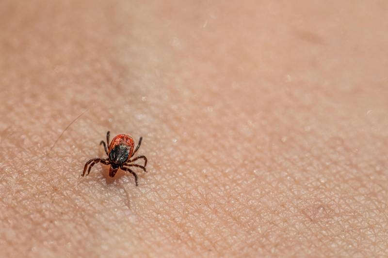 Got this blood type? Ticks might love you more than others