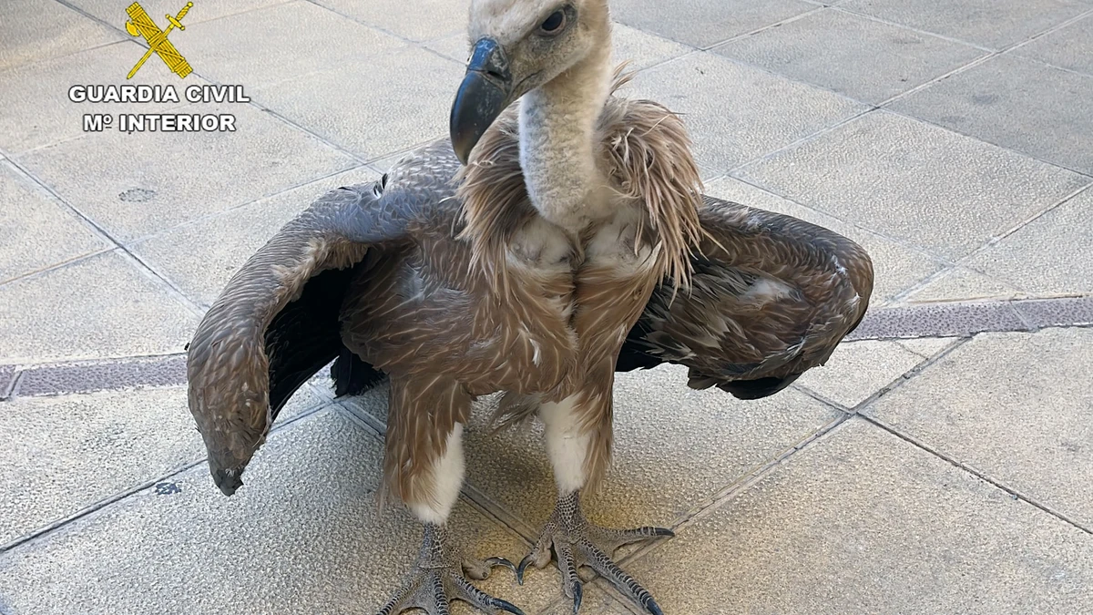 Scared and grounded: Guardia Civil rescues a young griffon vulture in Mula