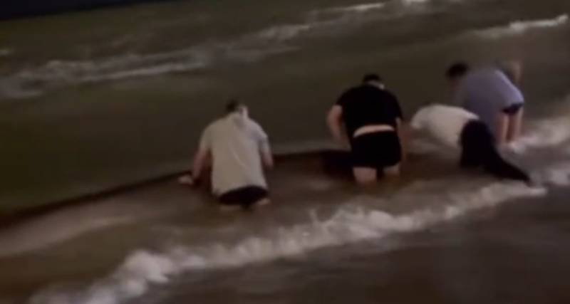 Free Willy! Stranded Pilot Whale guided back to sea in Benalmádena