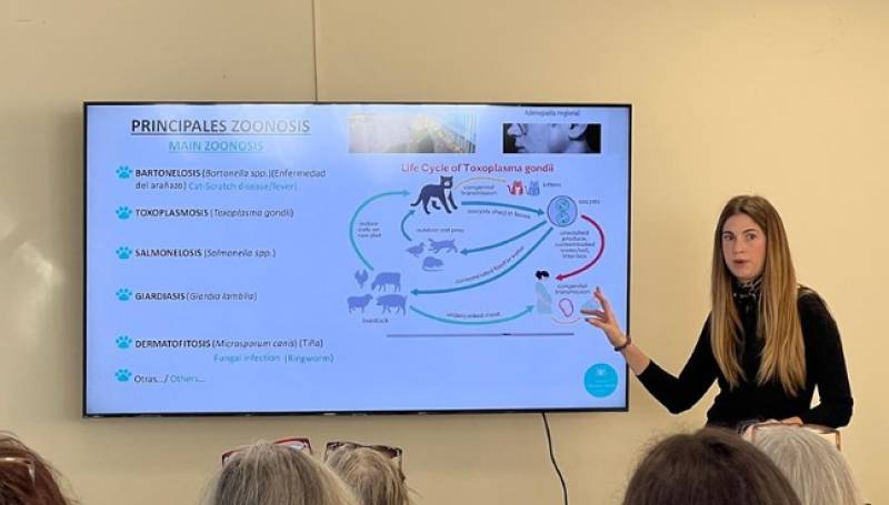 Altea pampers street cats with 15 luxury new homes