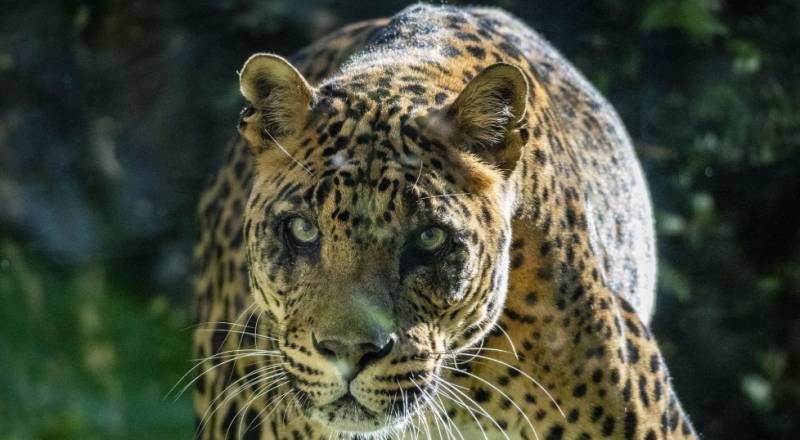 Bioparc Valencia says goodbye to Negombo, one of Europe's longest-living Sri Lankan leopards