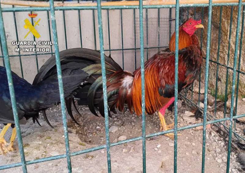 Vet and owner investigated in Murcia over alleged mutilation of fighting roosters