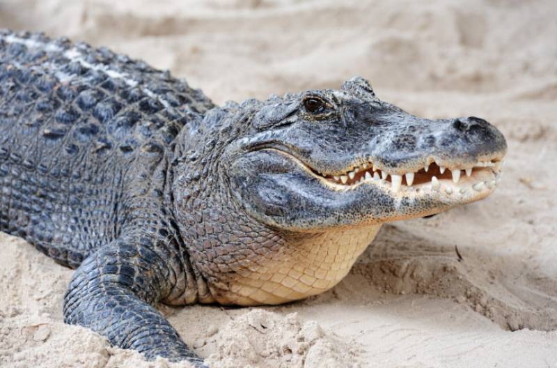Exotic reptile spotted on the loose on Alicante riverbank