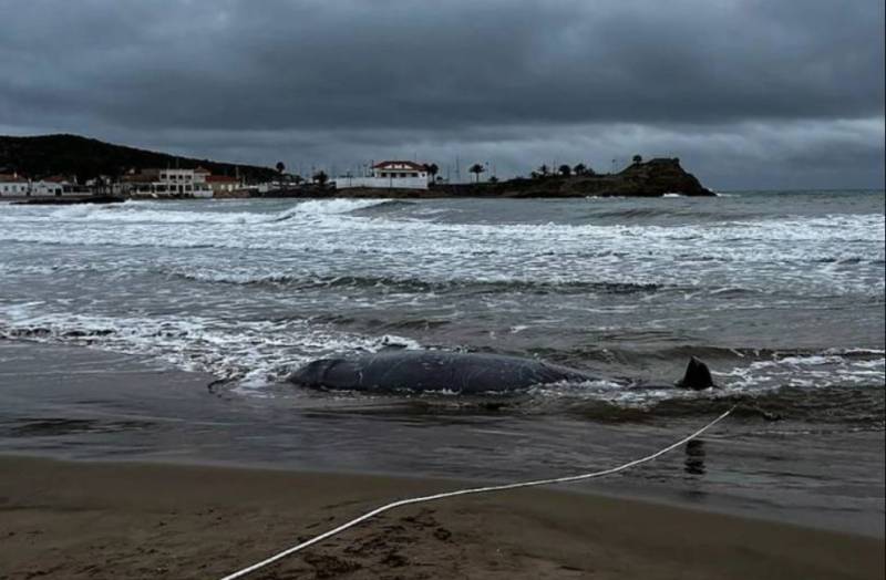 Spain investigates mystery deaths of four whales off Murcia coast