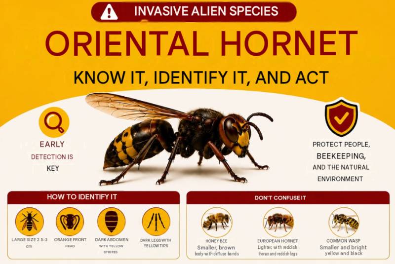 Cartagena launches alert as Oriental hornet spotted near Roman Theatre