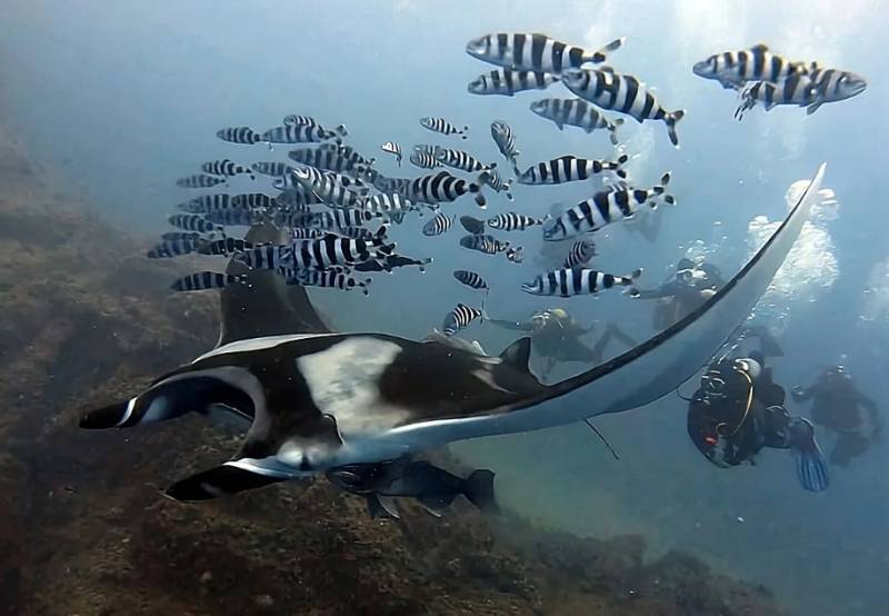 Scientists link rare manta ray sightings off Murcia to rising sea temperatures