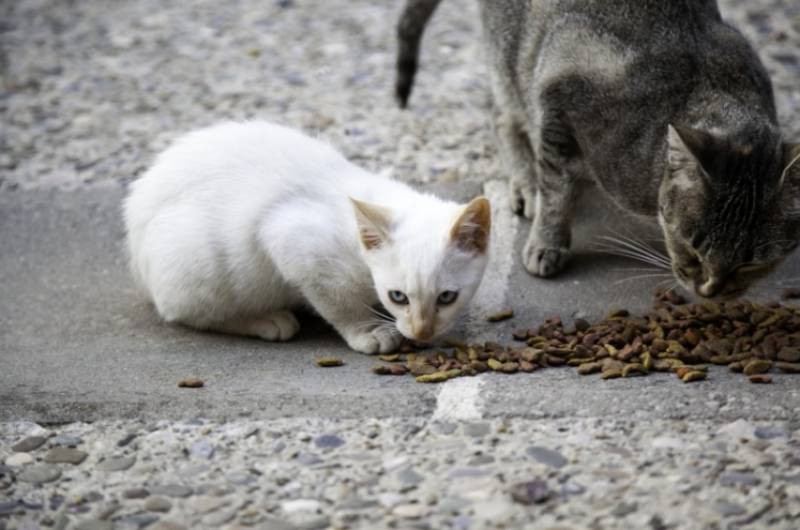 Thousands of feral cats roaming Cartagena as sterilisation funding falls short