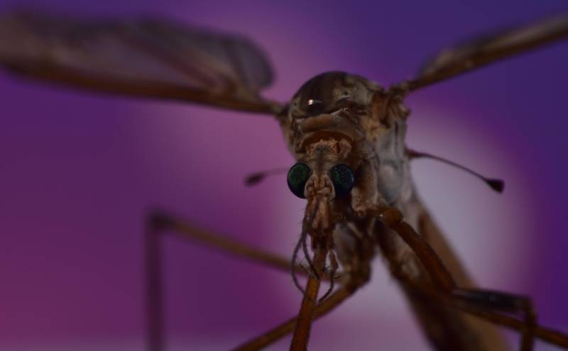 West Nile virus alert list eased to 21 Andalusian towns but a fourth death confirmed