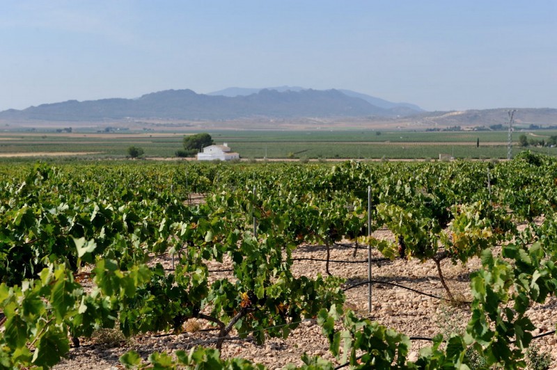 Bodegas Evine winery affiliated to the Yecla Wine Route