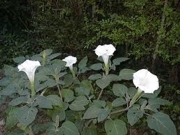 The Datura Stramonium is a dangerous plant