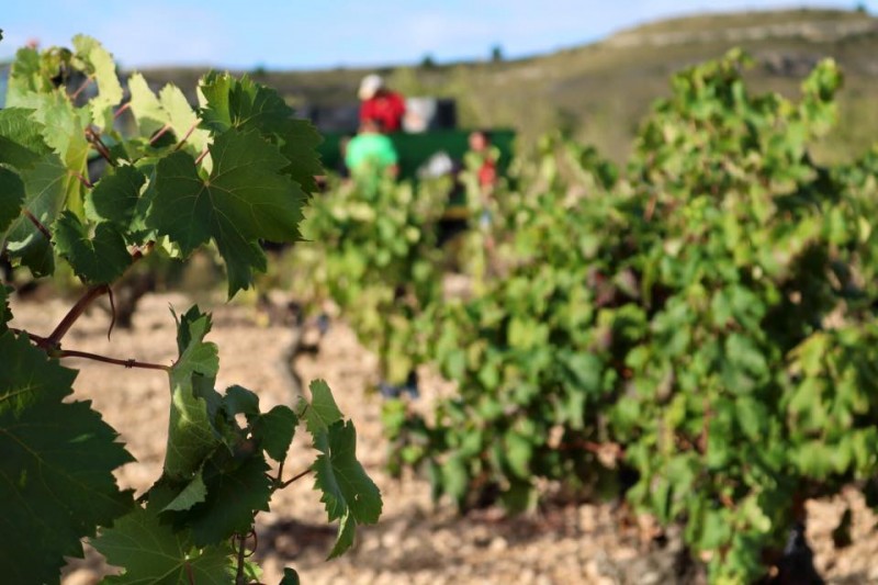 Bodegas Barahonda winery affiliated to the Yecla Wine Route